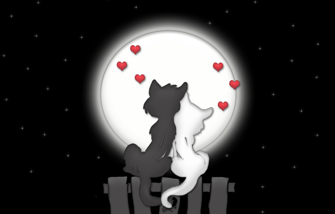 Wallpaper Love Cats Night The Moon Image For