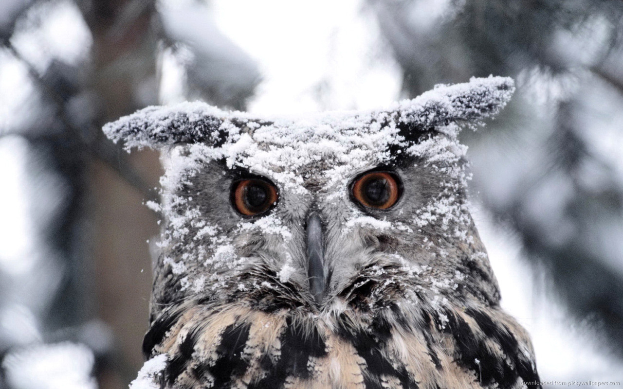 Download 1280x800 Snowy Owl wallpaper