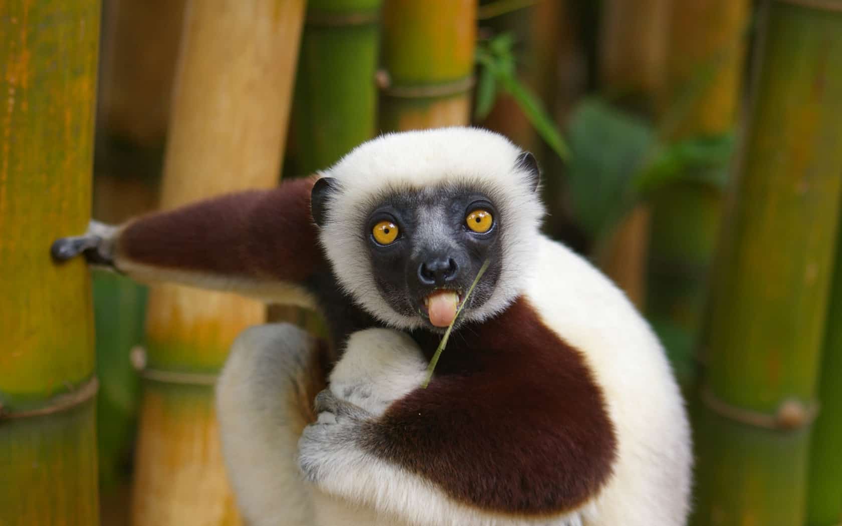Beautiful And Cute Animal Wallpaper