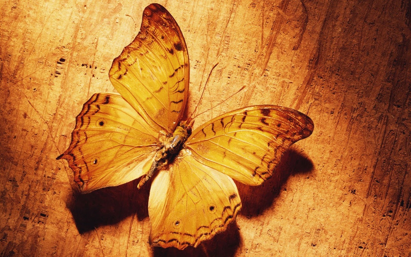 HD Wallpaper Butterfly