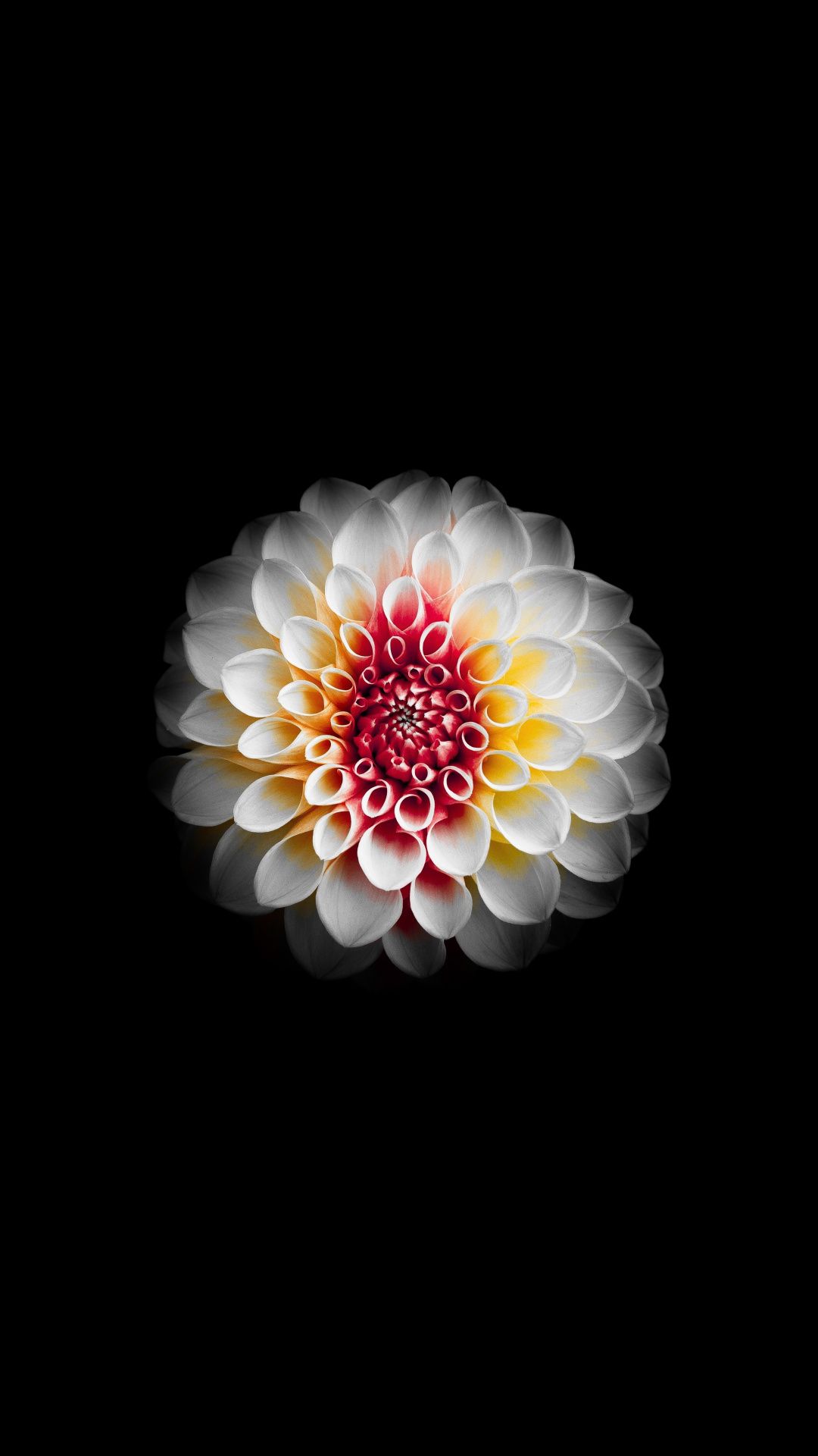 Dahila Flower White And Dark Wallpaper