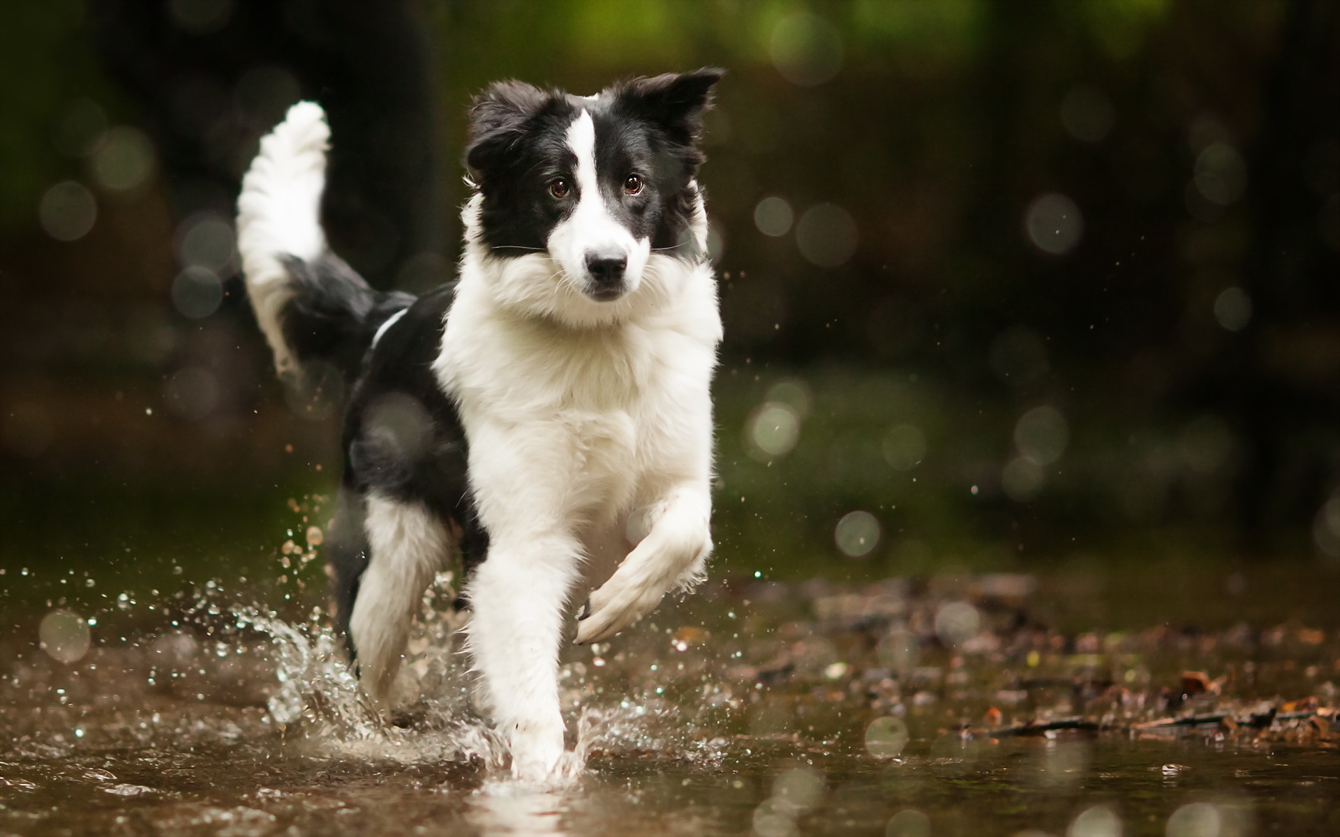 Border Collie Wallpaper Image Amp Pictures Becuo