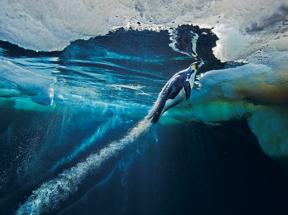 National Geographic Wallpaper Emperor Penguin Antarctica