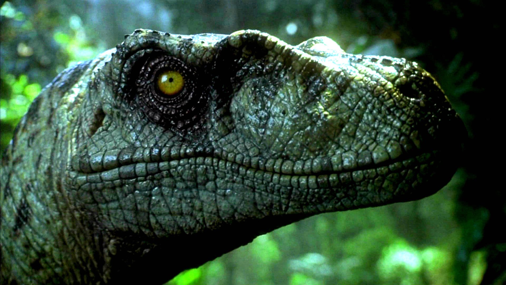 Jurassic Park Adventure Sci Fi Fantasy Dinosaur Movie Film Wallpaper