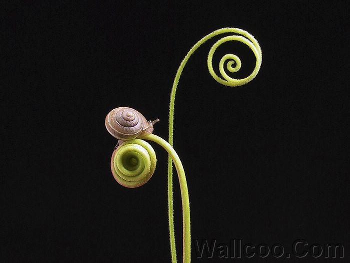 Very Funny All Wallpaper Snail Widescreen