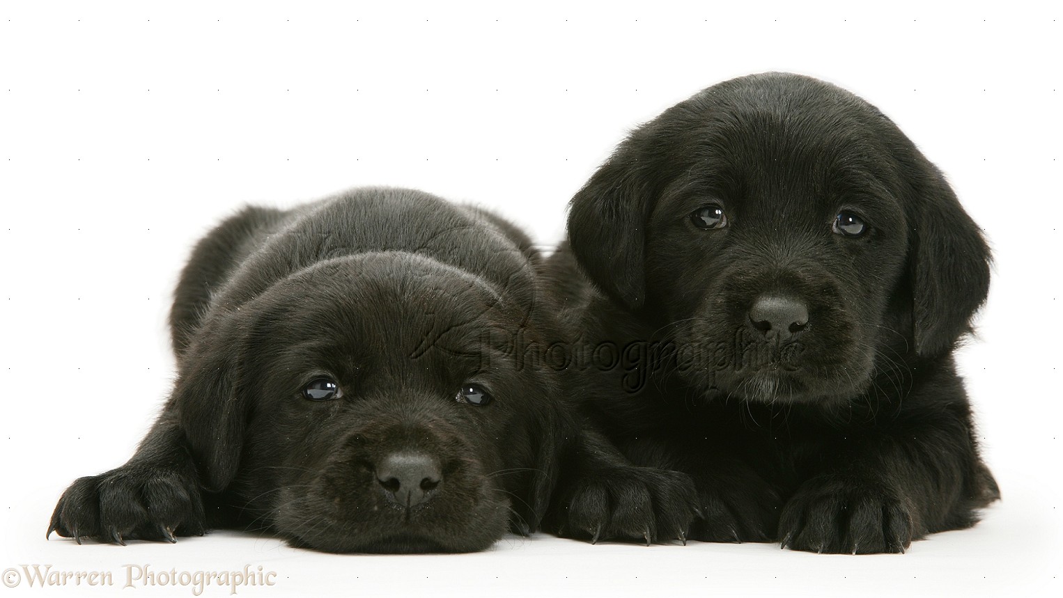 Dogs Labrador Puppies