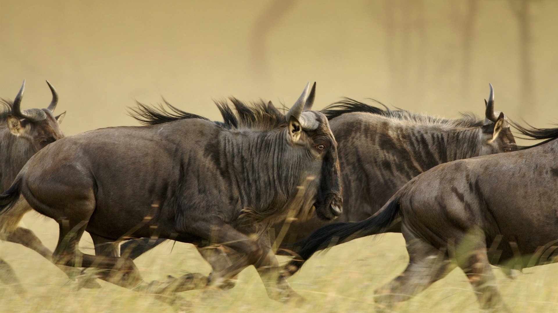 A herd of wildebeest running across the African savanna