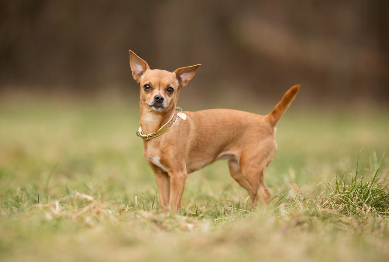 Animals Chihuahua Dog Image New Photos