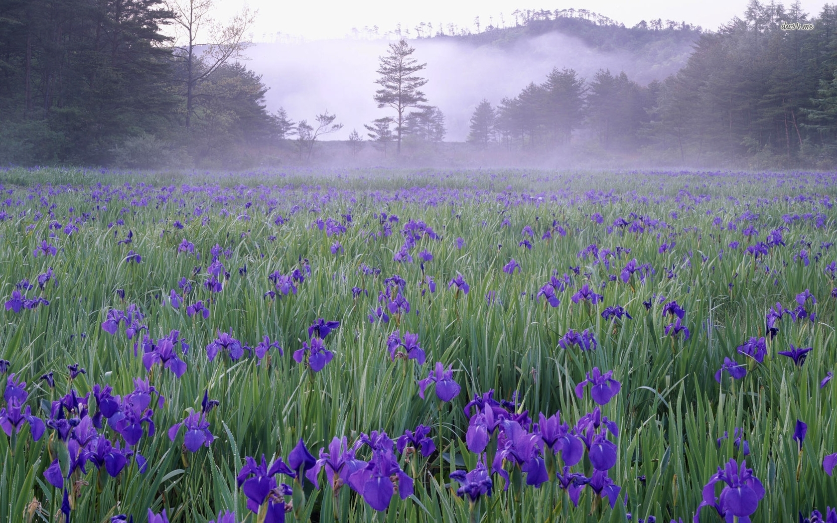 Foggy Purple Irises Wallpaper
