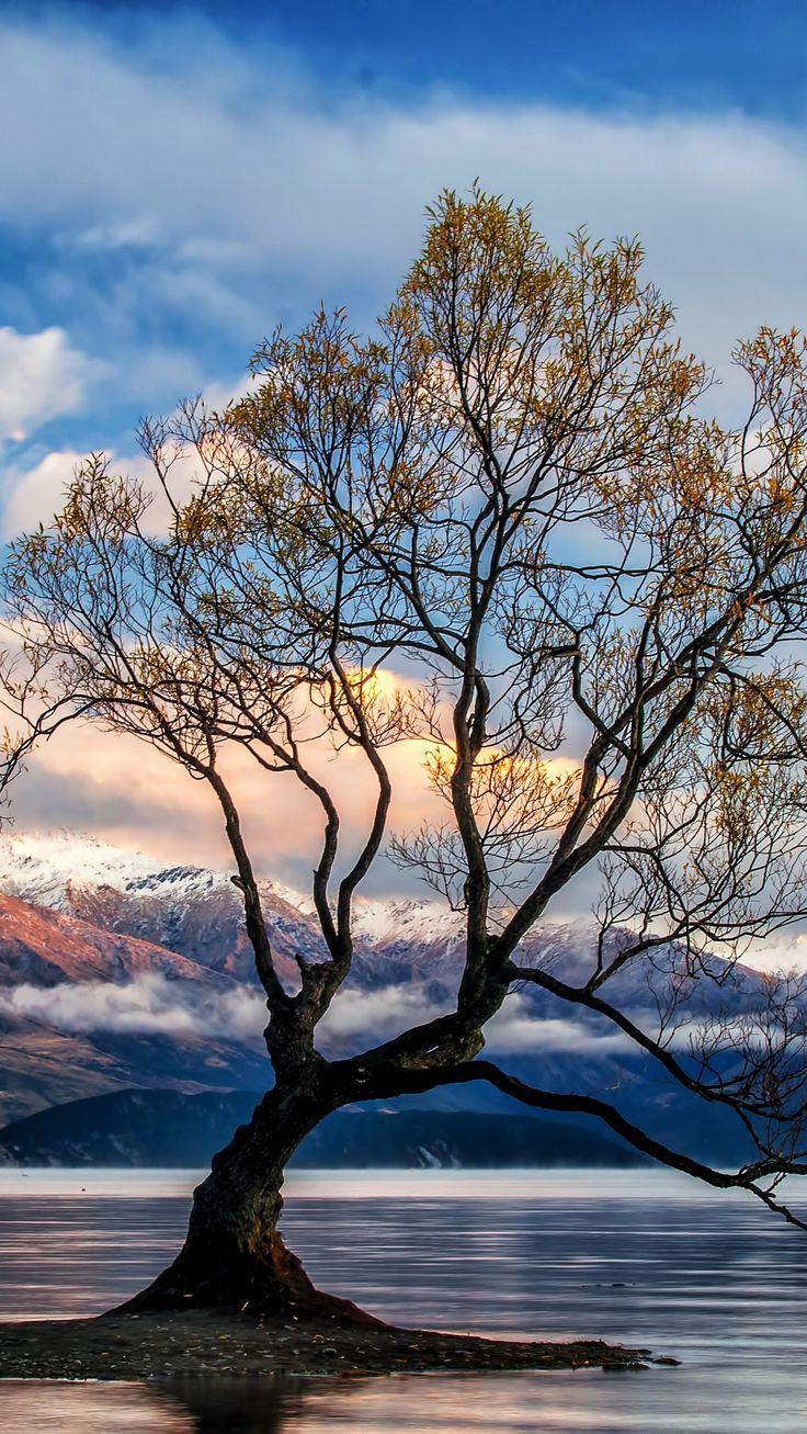 Trees