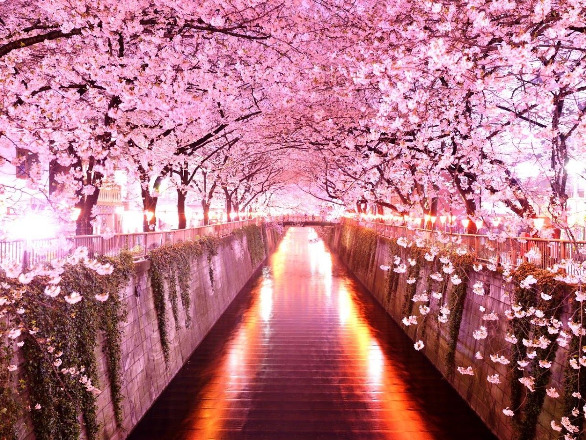 Free Download Sakura Flowers Live Wallpaper Android Apps On Google Play 1200x900 For Your Desktop Mobile Tablet Explore 74 Sakura Flower Wallpaper Sakura Blossom Wallpaper Bing Cherry Blossom Wallpaper