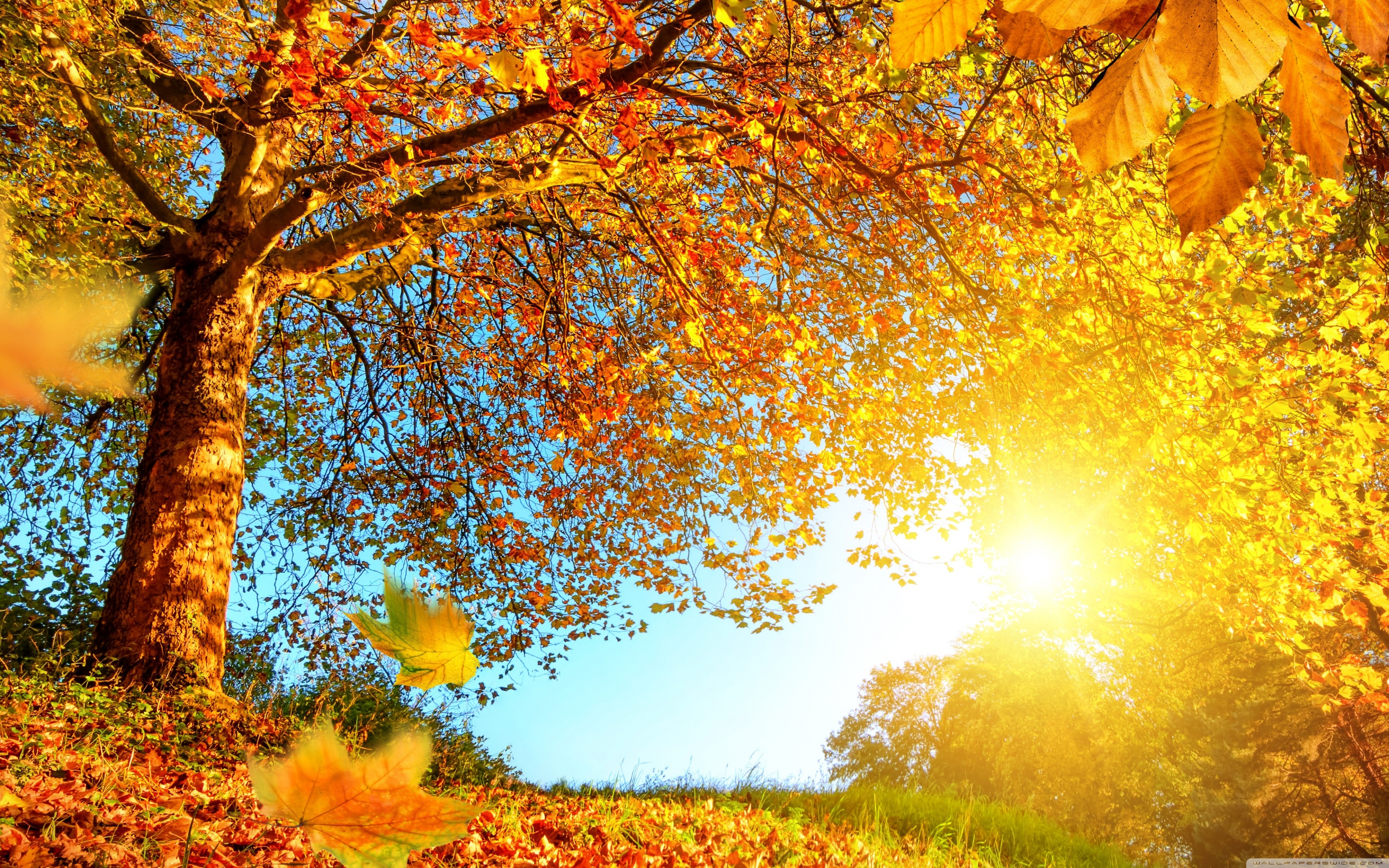 Beautiful Autumn Landscape 4k HD Desktop Wallpaper For Ultra