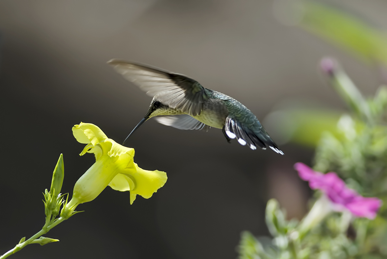 Wallpaper Birds Hummingbird Flowers Flight Animals