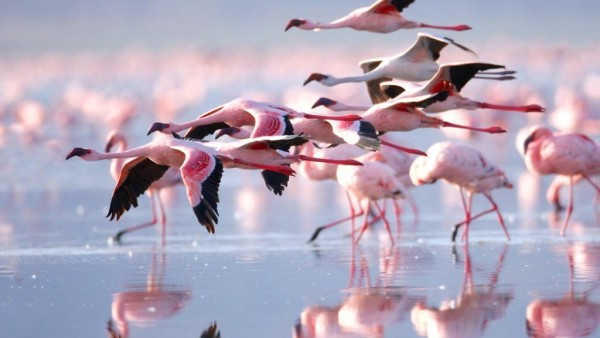 Flamingos Desktop HD Wallpaper