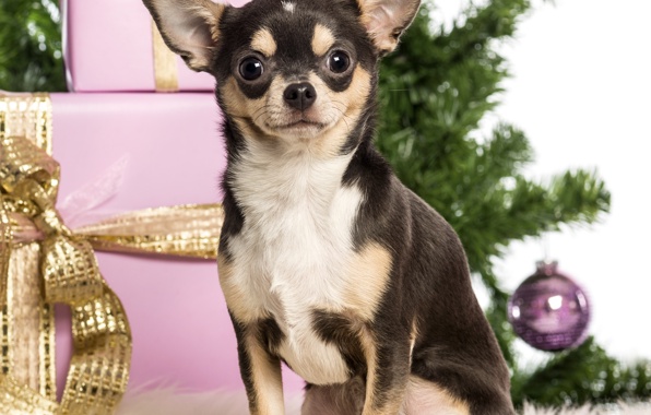Dog Chihuahua New Year S Boxes Gifts Christmas Tree Wallpaper