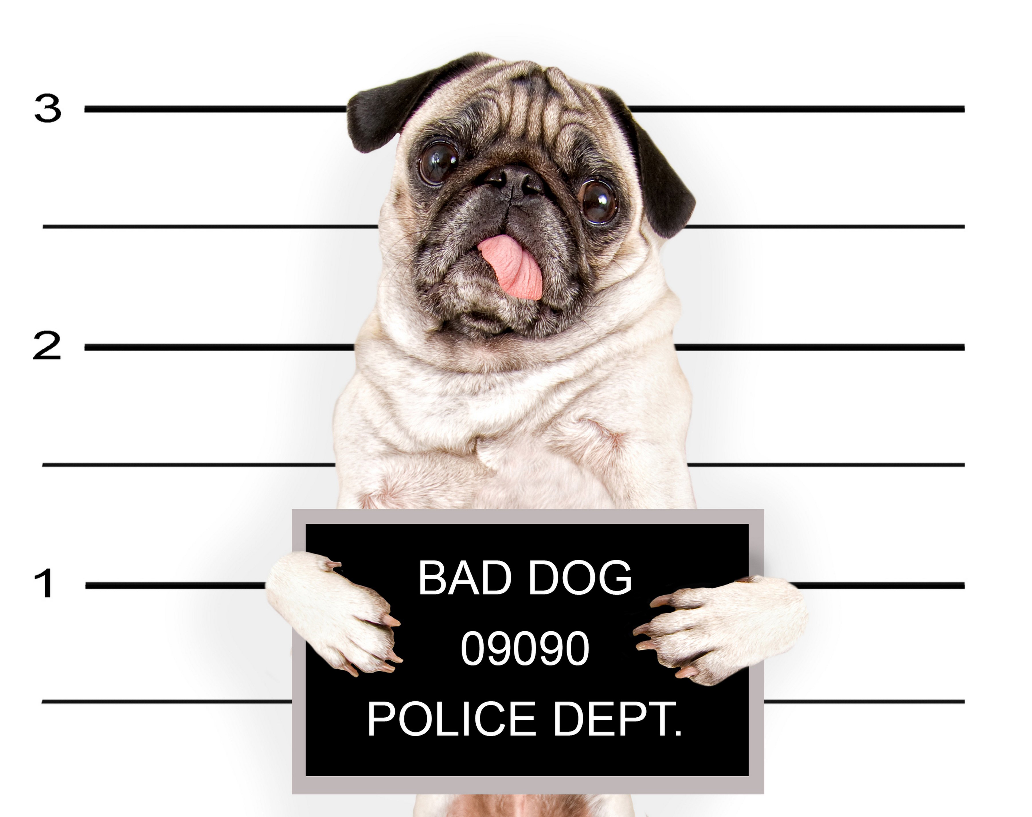 Dogs Pug Glance Animals Puppy Baby Humor Police Funny