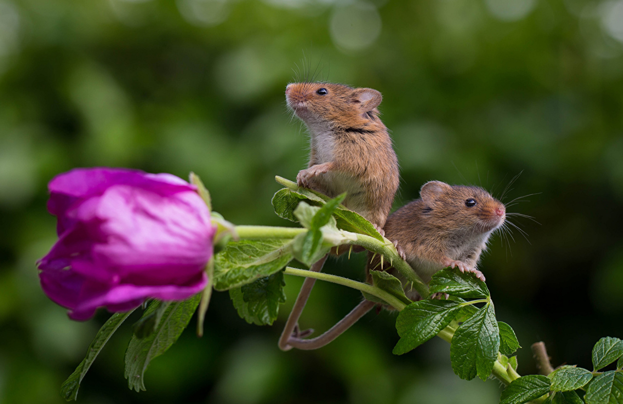 Wallpaper Mice Roses Flower Animals