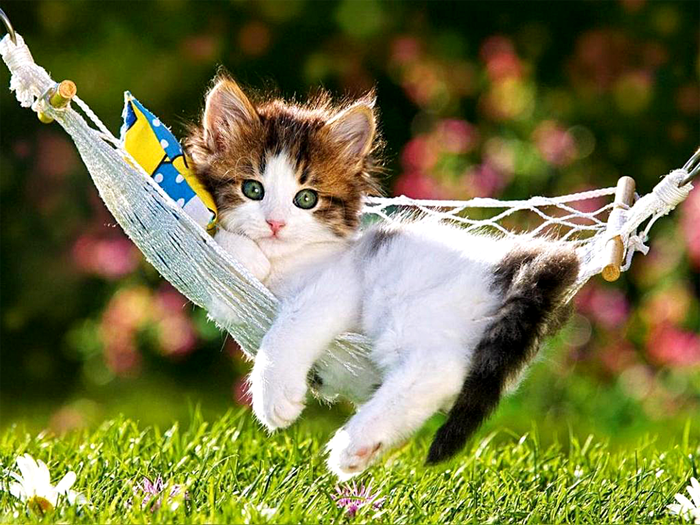An adorable kitten relaxing in a hammock in a vibrant green garden
