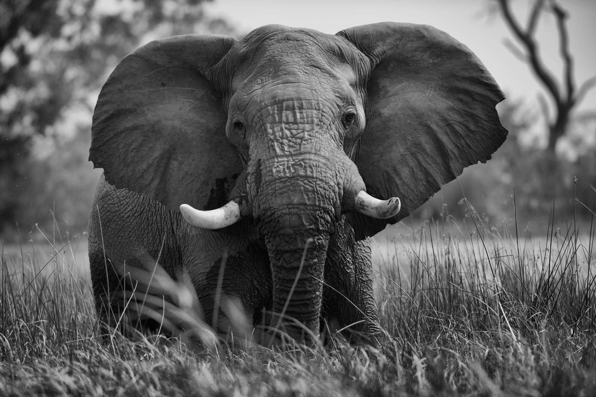 4k Elephant Wallpaper