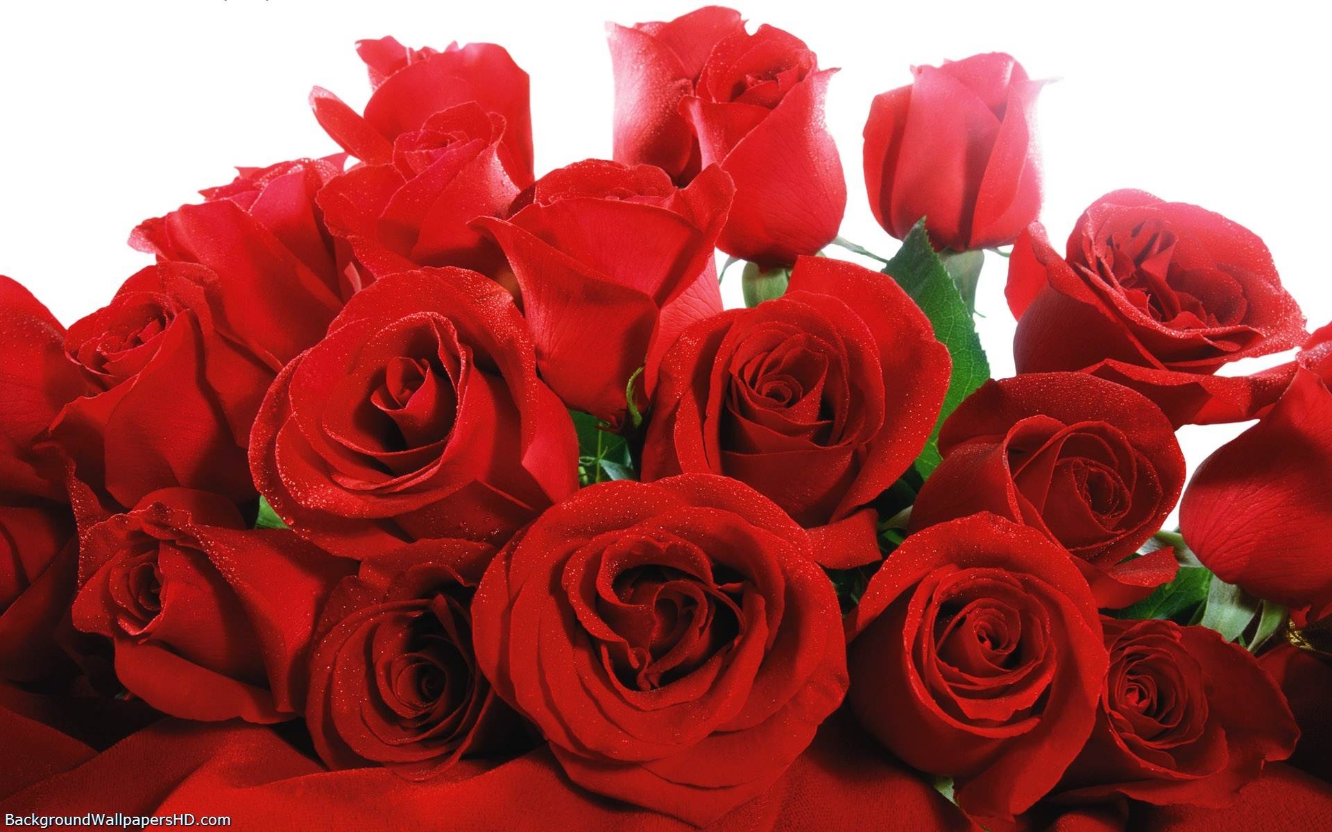 Wallpapers Backgrounds   Red Roses Flower Wallpapers Amazon Walls 1920x1200