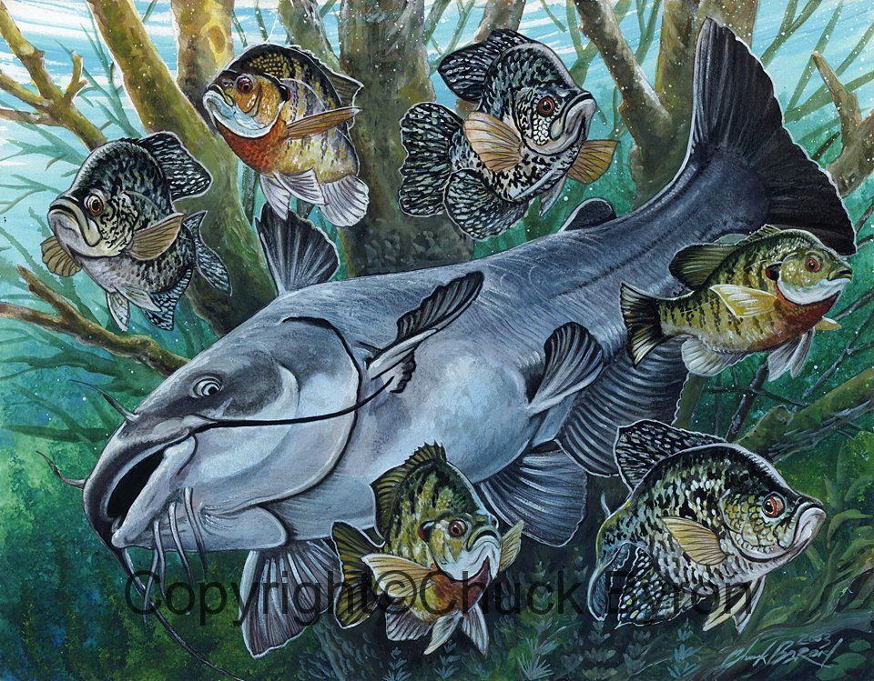 north american channel catfish  Desktop Nexus Wallpapers  Peces  tropicales Pescado relleno Siluriformes