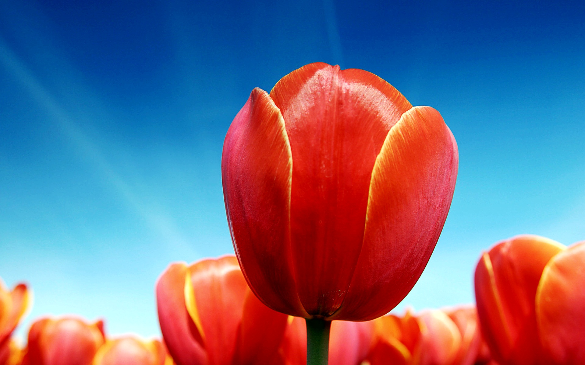 HD Wallpaper Tulips Flowers X Kb Jpeg