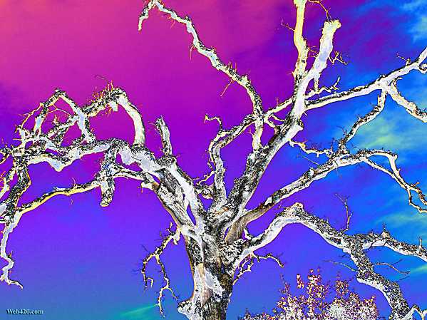 Psychedelic Nature Wallpaper Image Blue And Purple Oak Tree
