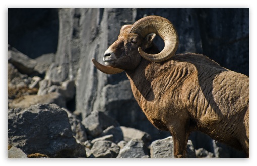 Bighorn Sheep HD Wallpaper For Wide Widescreen Whxga Wqxga