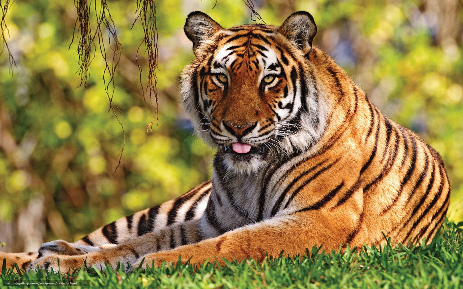 Wallpaper Tiger Big Cat Desktop In The