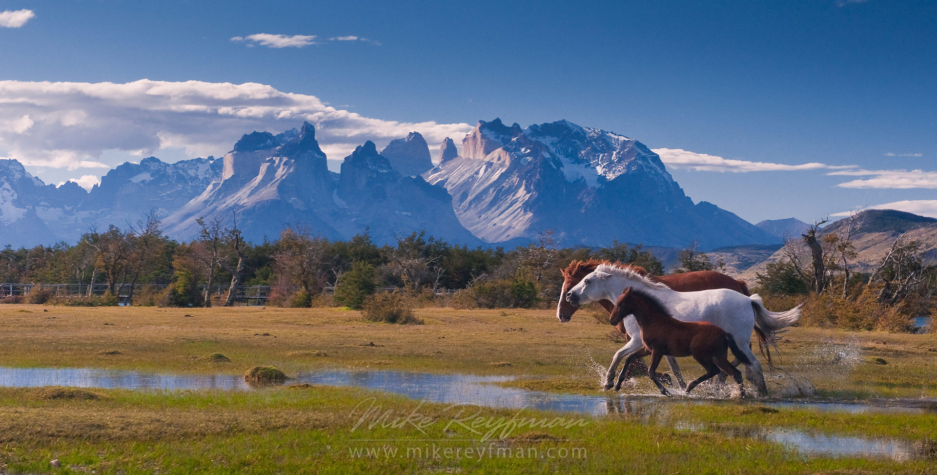 Horses Stallion Mare And Foal Are Running On The Beautiful