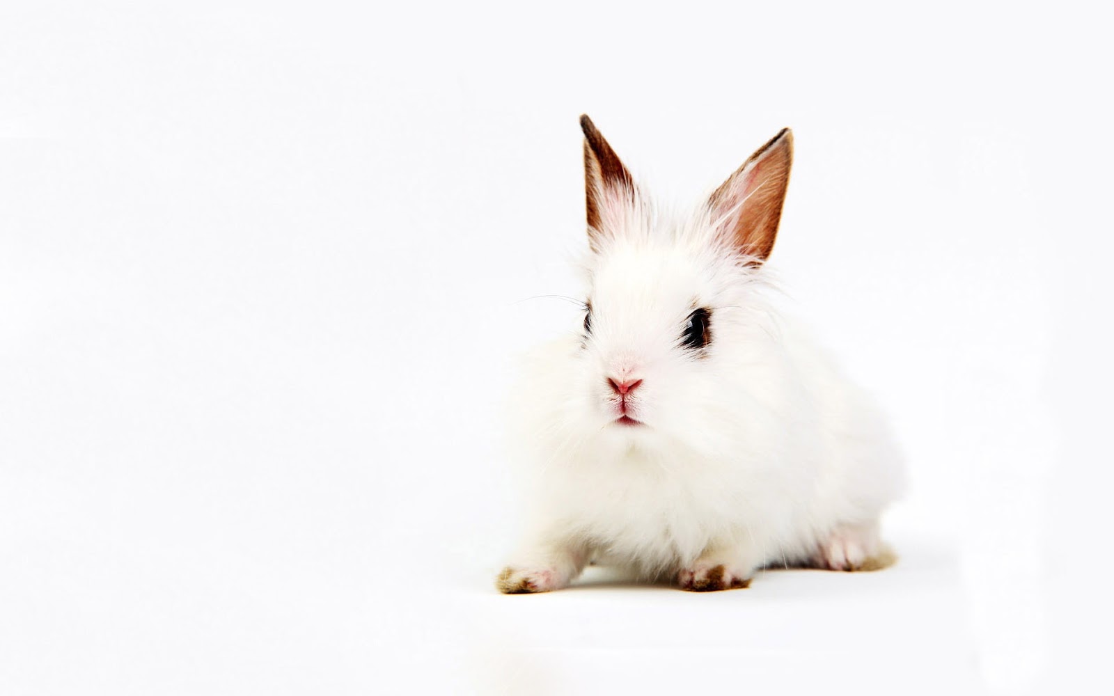 All About Animal Wildlife Cute White Rabbit HD Wallpaper