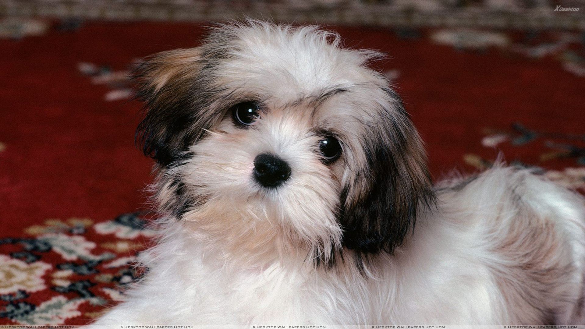 Lhasa Apso Puppy Wallpaper