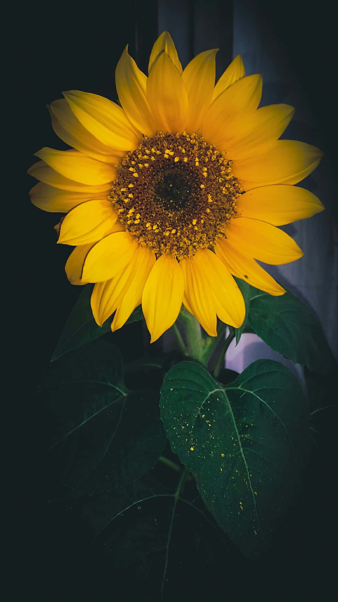 Dark Sunflower Wallpaper