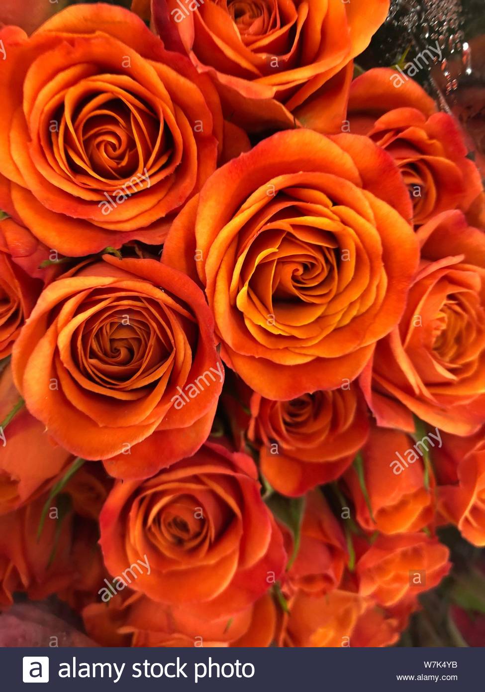 Với hình nền hoa hồng màu cam đẹp này, bạn sẽ chìm đắm trong một thế giới đầy màu sắc và đầy cảm hứng. Những bông hoa hồng tươi sáng đang nở rộ trên nền màu cam tạo nên một tác phẩm nghệ thuật đẹp mắt và lớn lao.