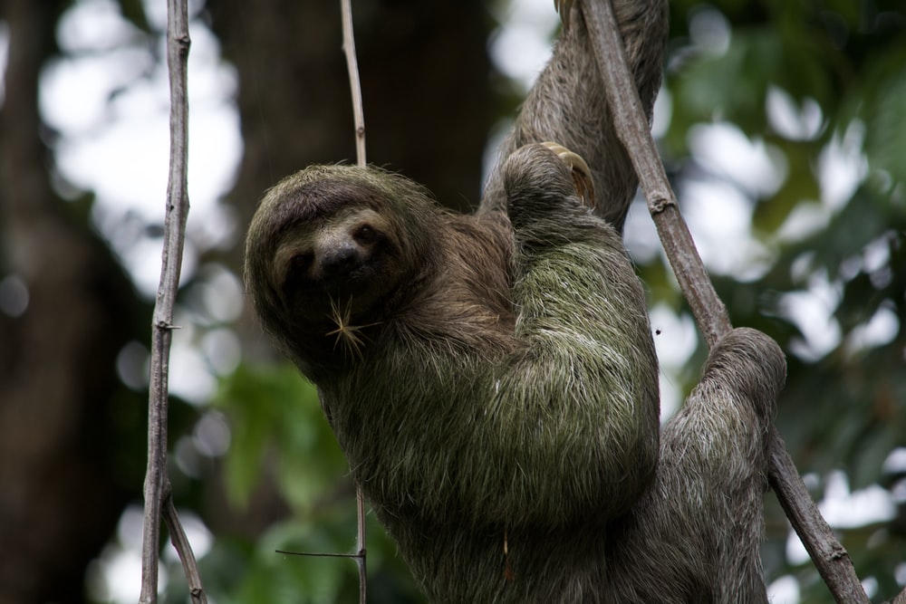 Sloth Pictures Image