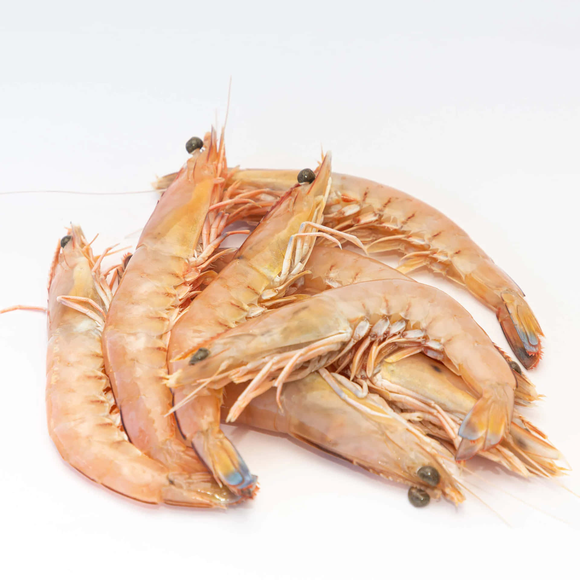 Fresh Prawns White Wallpaper