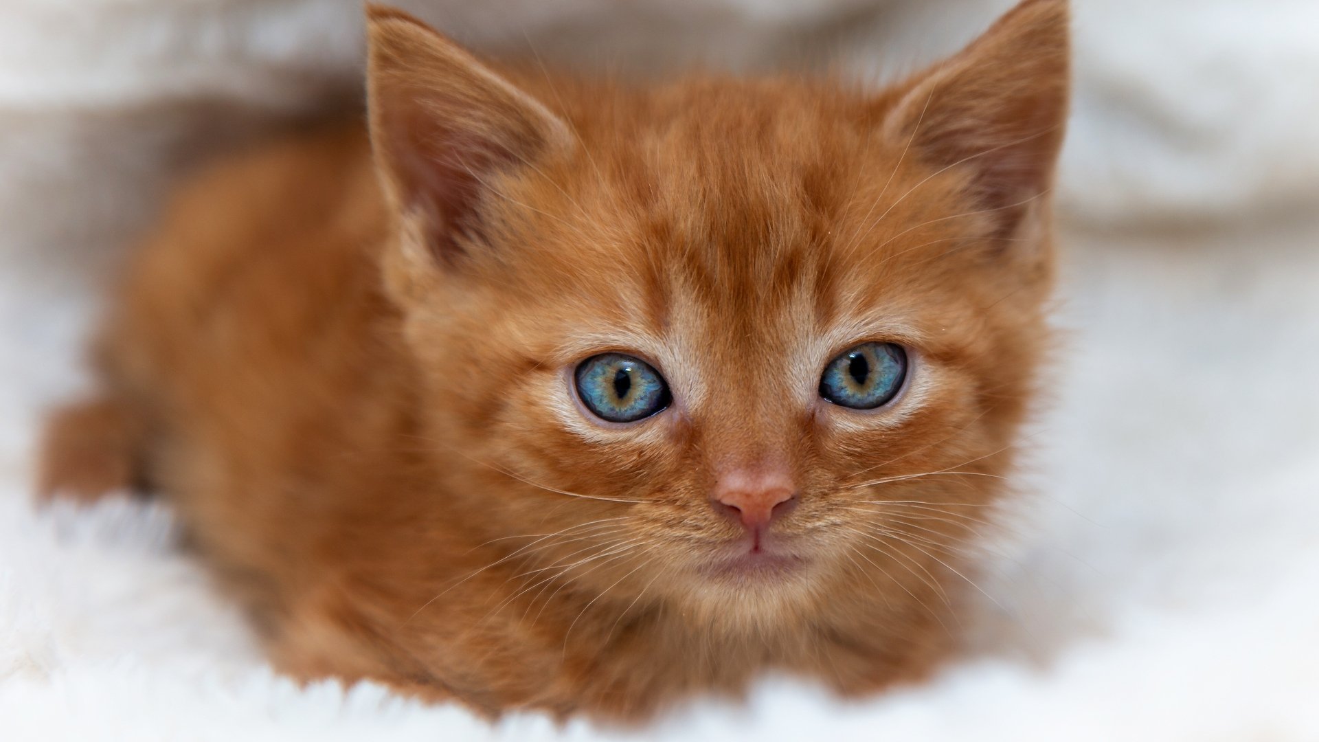 Close-up of an adorable ginger kitten with striking blue eyes, resting on a soft white blanket