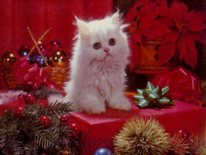 Back Gallery For Puter Cat Wallpaper Christmas