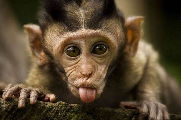 Funny Monkey Pictures