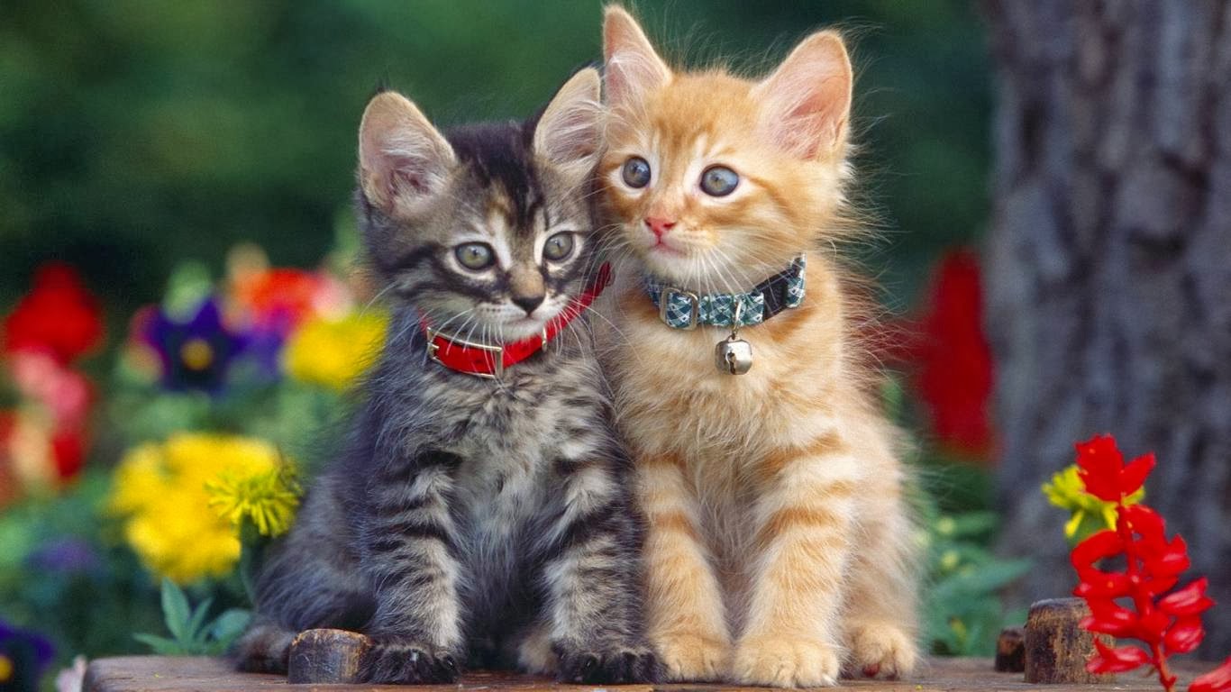 Two Sisters Cat Desktop Wallpaper Beautiful