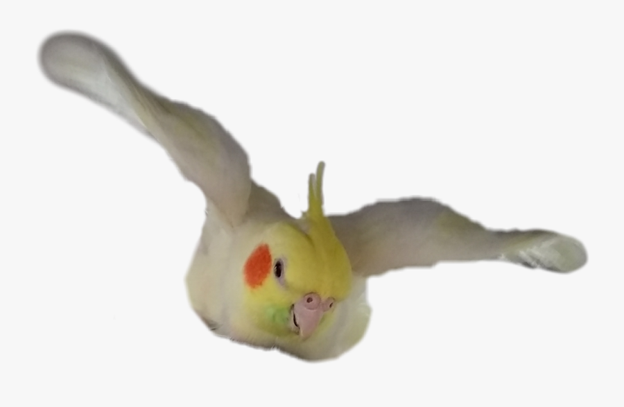 Cockatiel Bird Flying Transparent Background