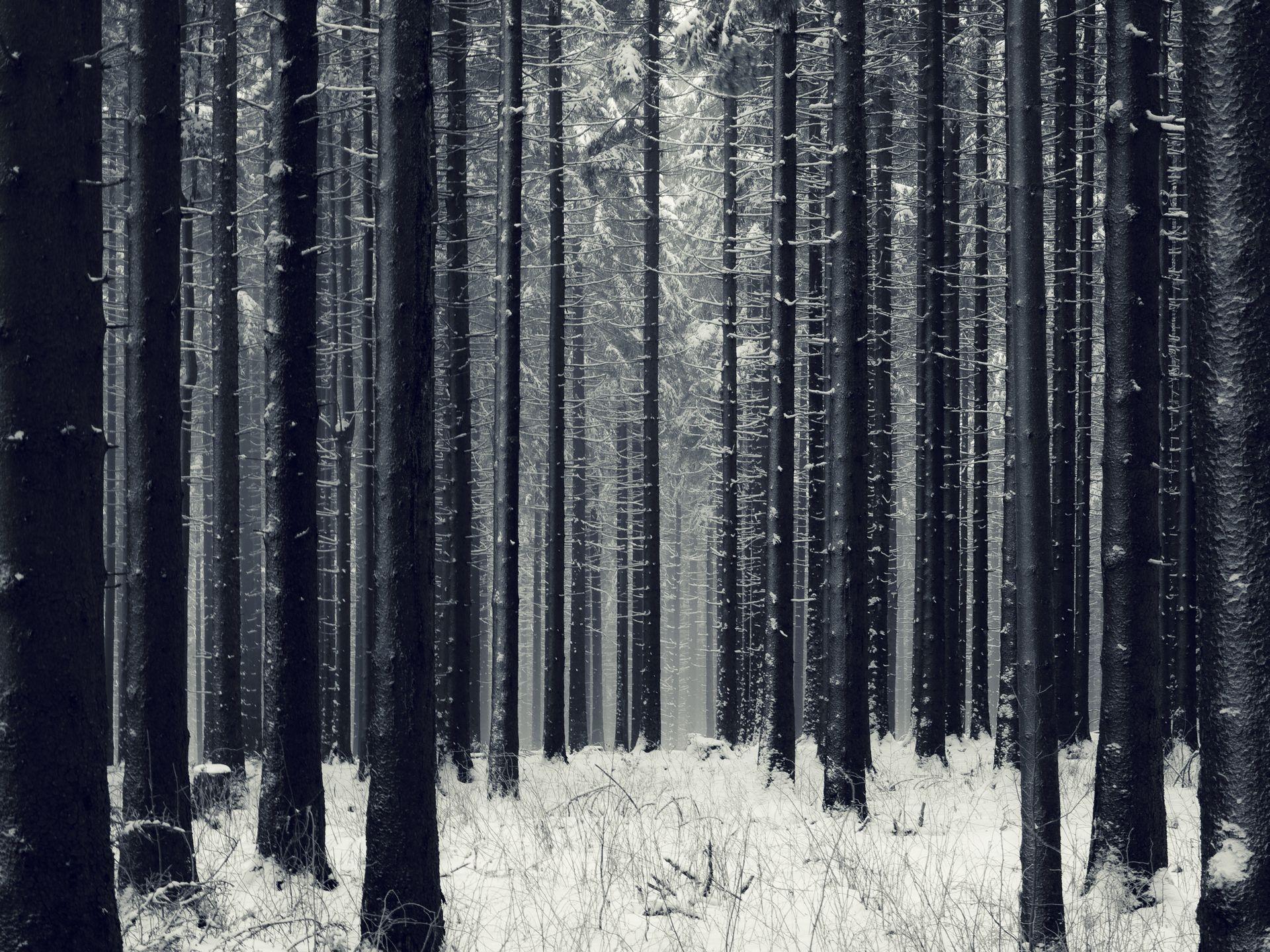 Dark Woods Wallpaper Forest Snow