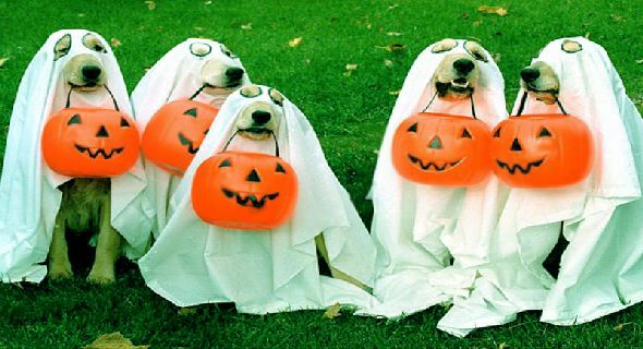 Funny Halloween Wallpaper Dog Ghosts