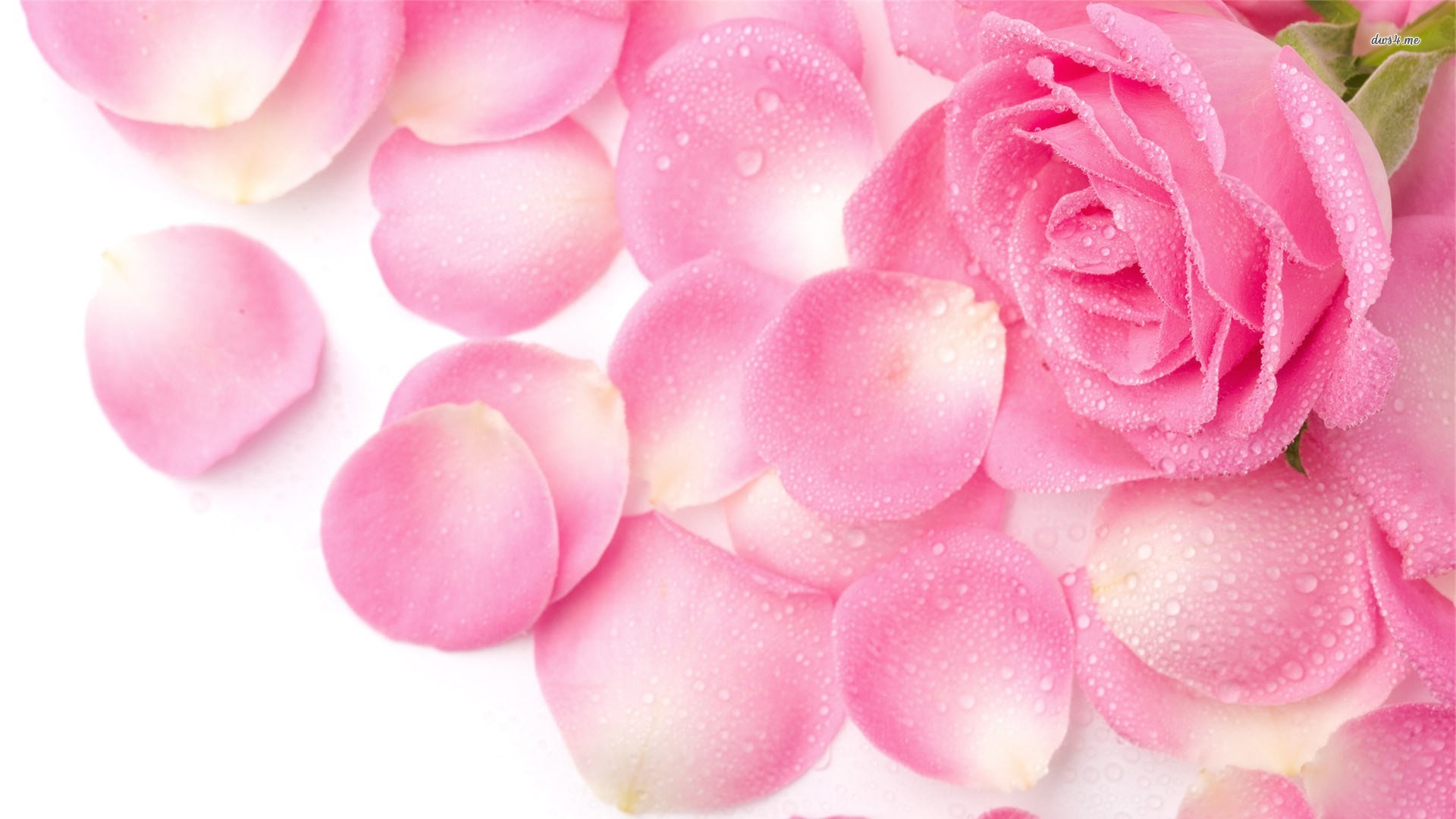 Pink HD Rose Wallpaper Desktop Widescreen