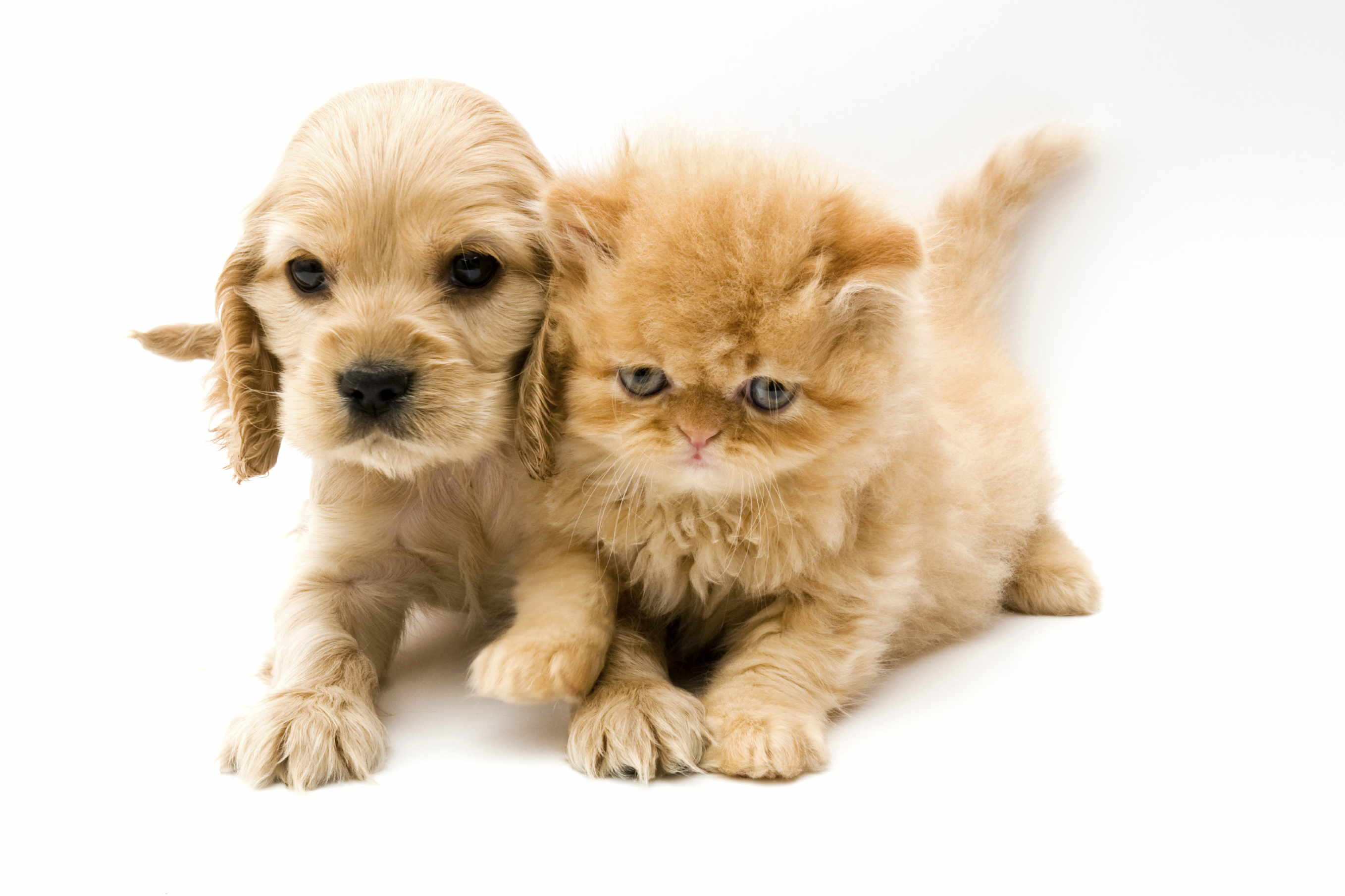 Cat And Dog Wallpaper High Quality