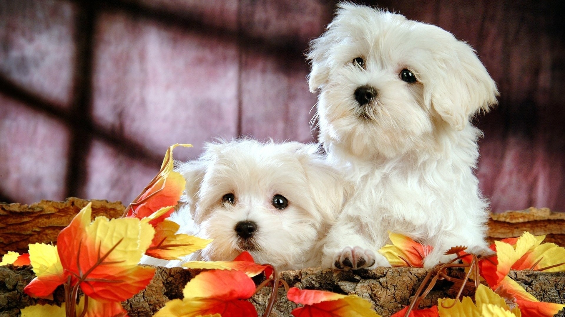Two Adorable White Maltese Puppies in Autumn Setting
