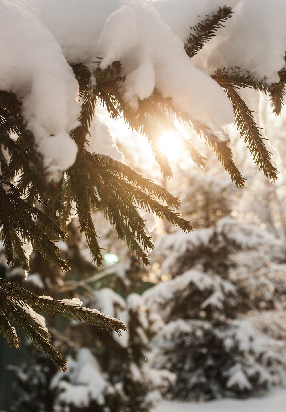 Green Pine Tree Covered With Snow Photo Winter Image On