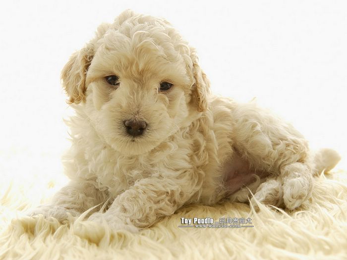 Poodle Puppy Curly Coat Miniature Wallpaper Poodles