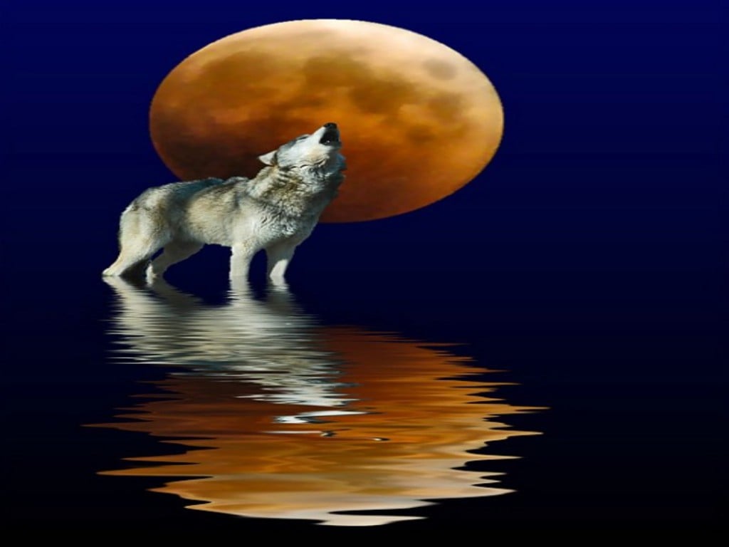 Wolf Moon Wallpaper 11061 Hd Wallpapers in Animals   Imagescicom