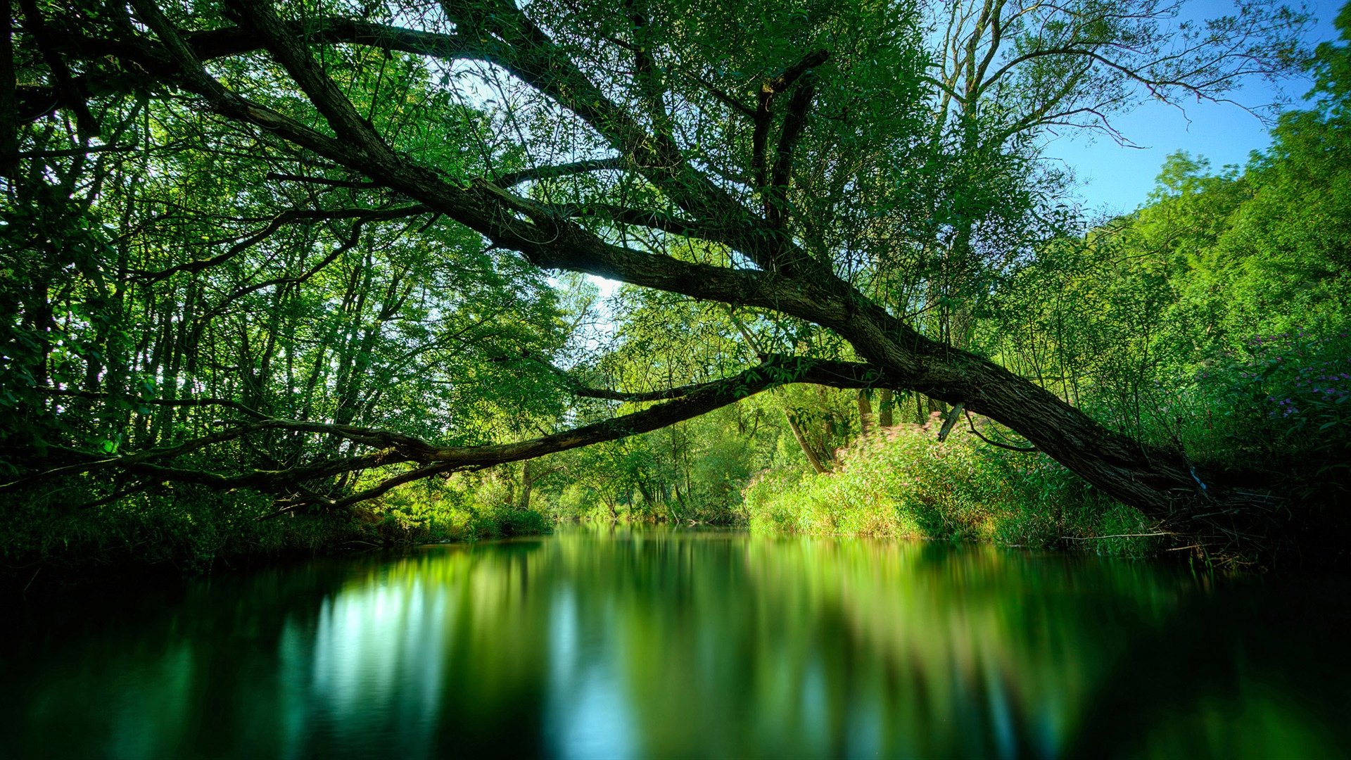 Tree Over The Water   Beautiful Wallpaper